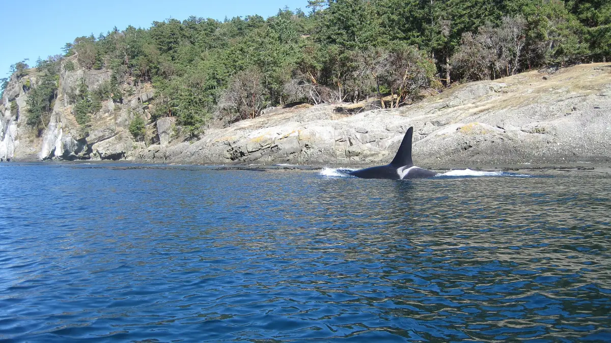 A male orca swimming near a rocky shore
