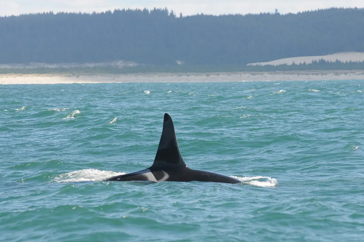 The dorsal fin of a Southern Resident orca