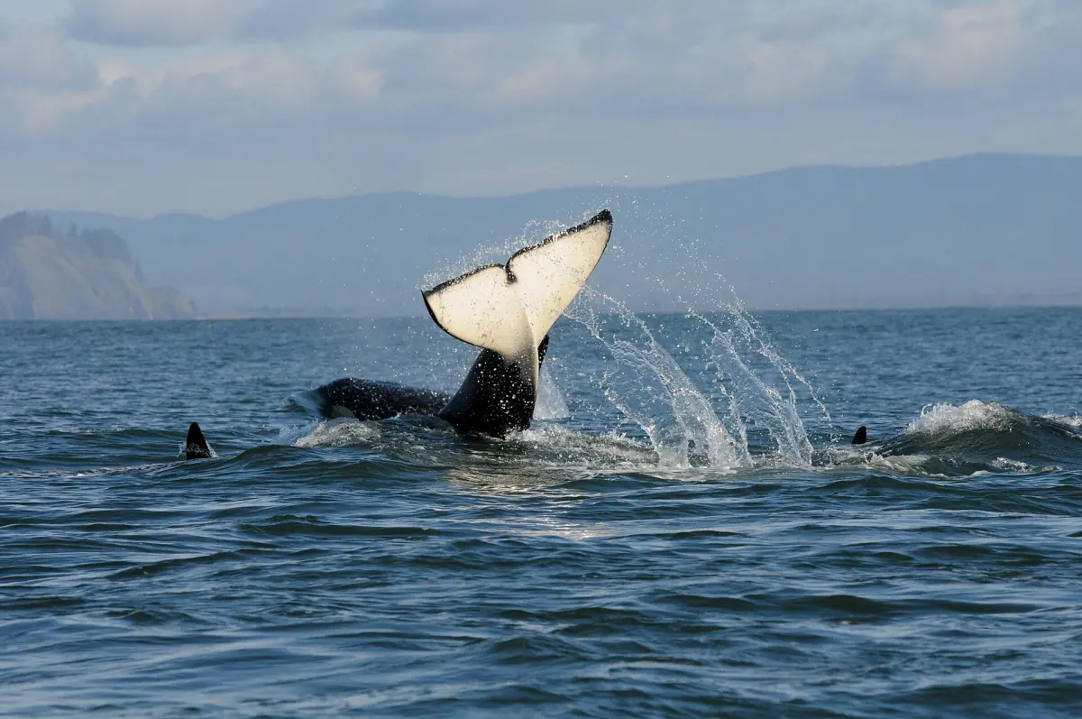 A Southern Resident orca slapping its tail